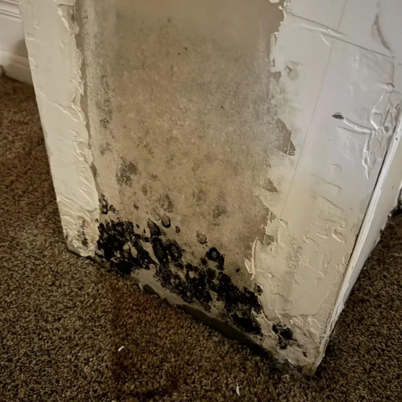 Professional Mold Removal in Lea County, NM